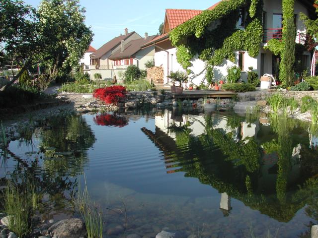 Schwimmteich Spiegelung